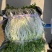新鲜白芹