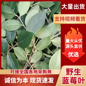 【精选】优质蓝莓叶品质保证一手货源价格实惠保质保