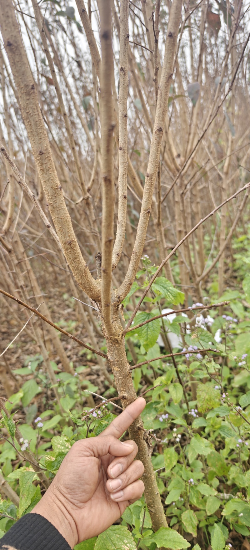 贵州六马正宗蜂糖李苗，蜂糖李子树苗，李子苗，蜂糖李子苗，
