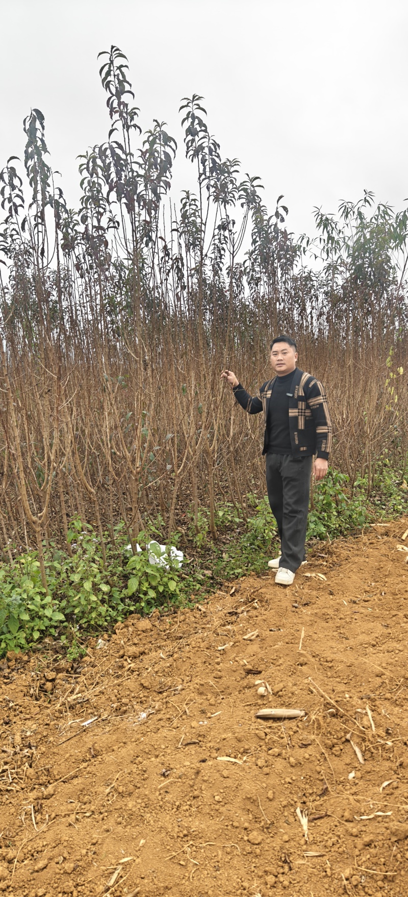 贵州六马正宗蜂糖李苗，蜂糖李子树苗，李子苗，蜂糖李子苗，