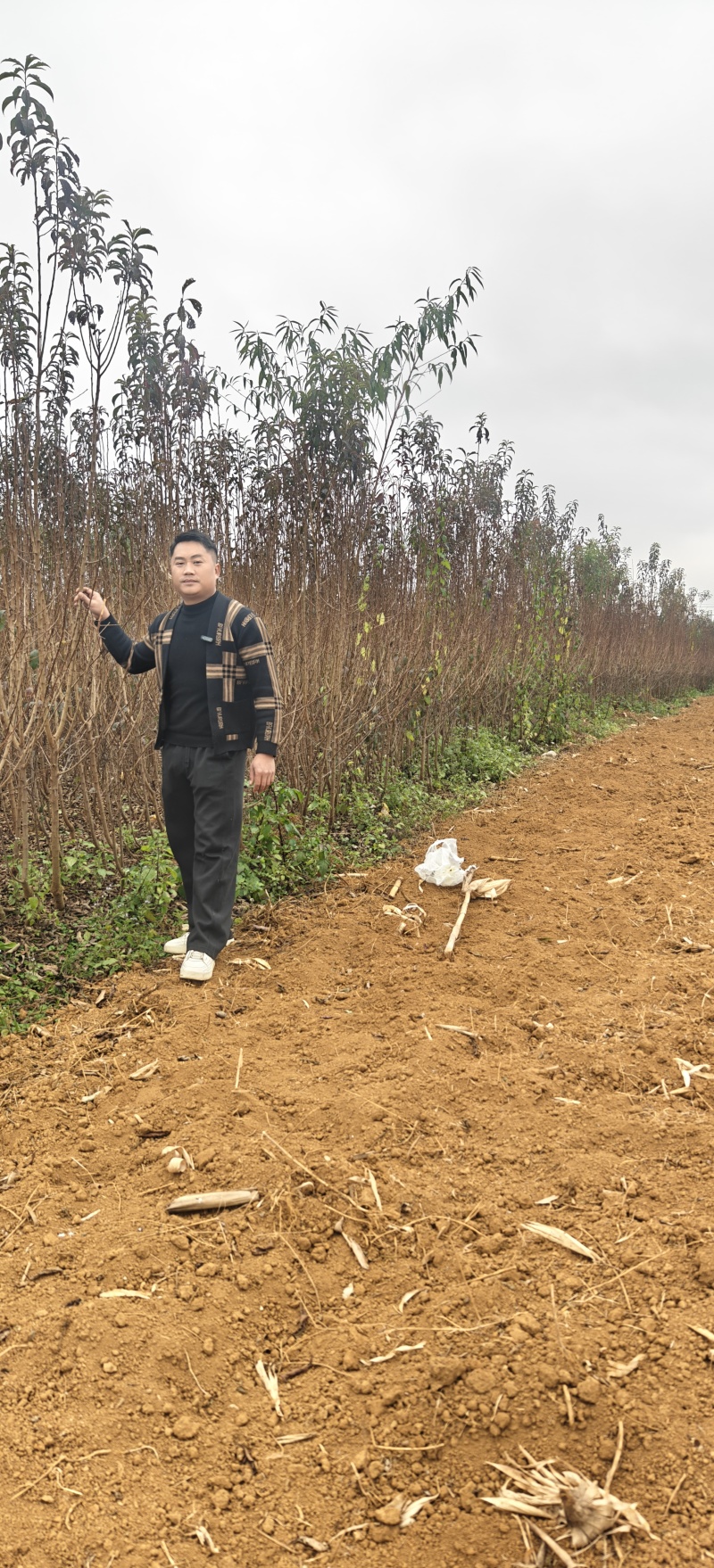 贵州六马正宗蜂糖李苗，蜂糖李子树苗，李子苗，蜂糖李子苗，