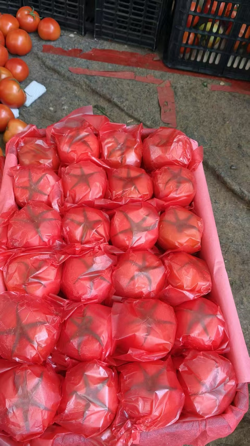 精品硬粉西红柿大量上市品质保证量大从优一手货源