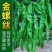 精品螺丝椒皱皮螺丝椒辣味香浓长度适中对接全国客商产地直发