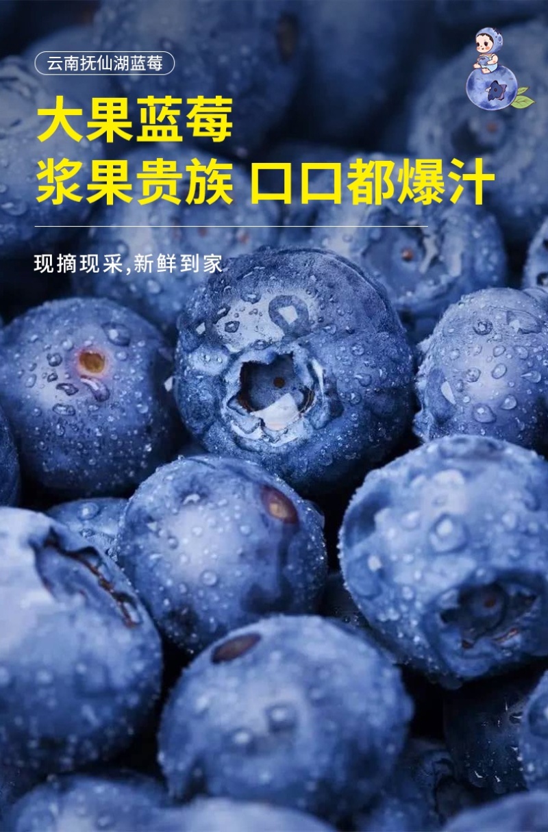 自有基地抚仙湖花香蓝莓顺丰空运一件代发