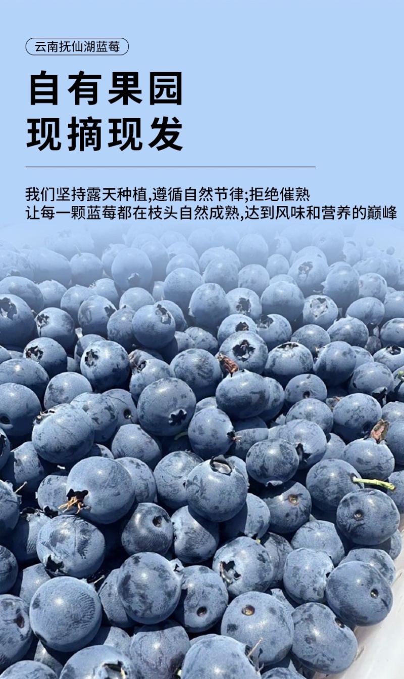 自有基地抚仙湖花香蓝莓顺丰空运一件代发