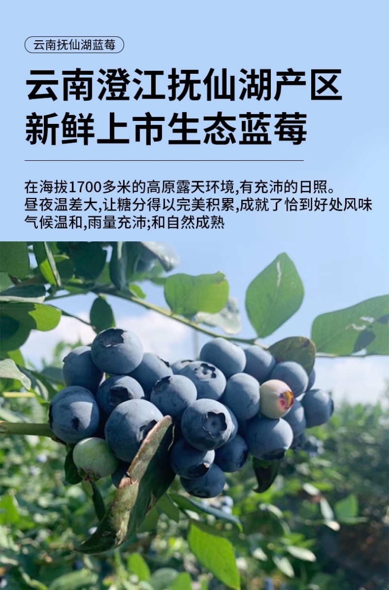 自有基地抚仙湖花香蓝莓顺丰空运一件代发