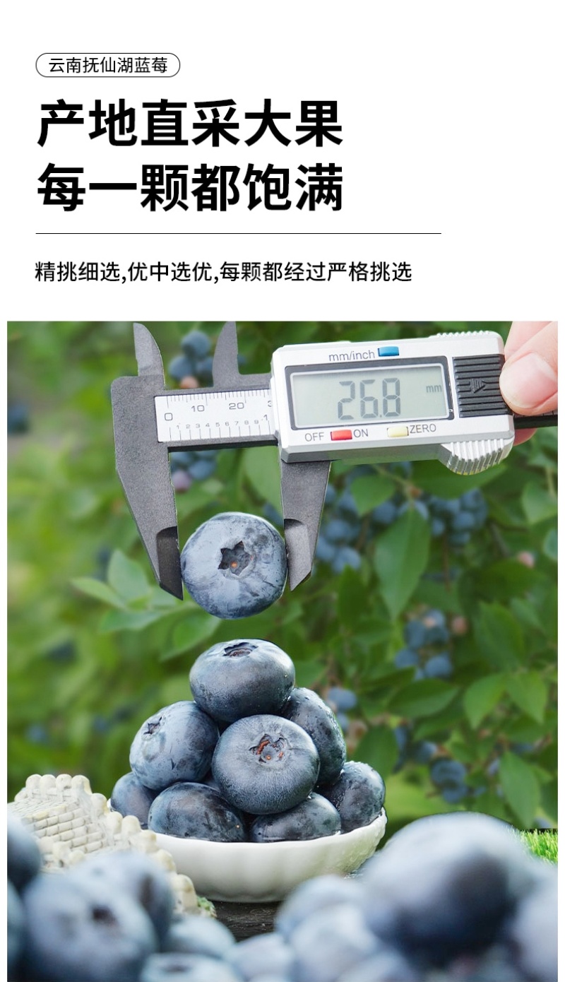 自有基地抚仙湖花香蓝莓顺丰空运一件代发