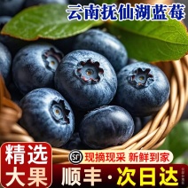 自有基地抚仙湖花香蓝莓顺丰空运一件代发