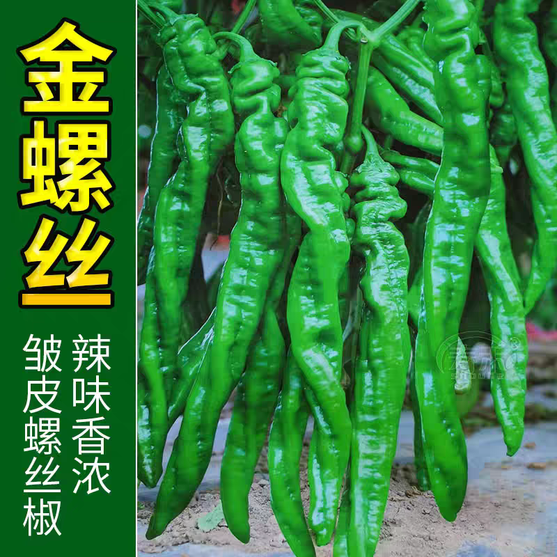 精品螺丝椒皱皮螺丝椒辣味香浓长度适中对接全国客商产地直发