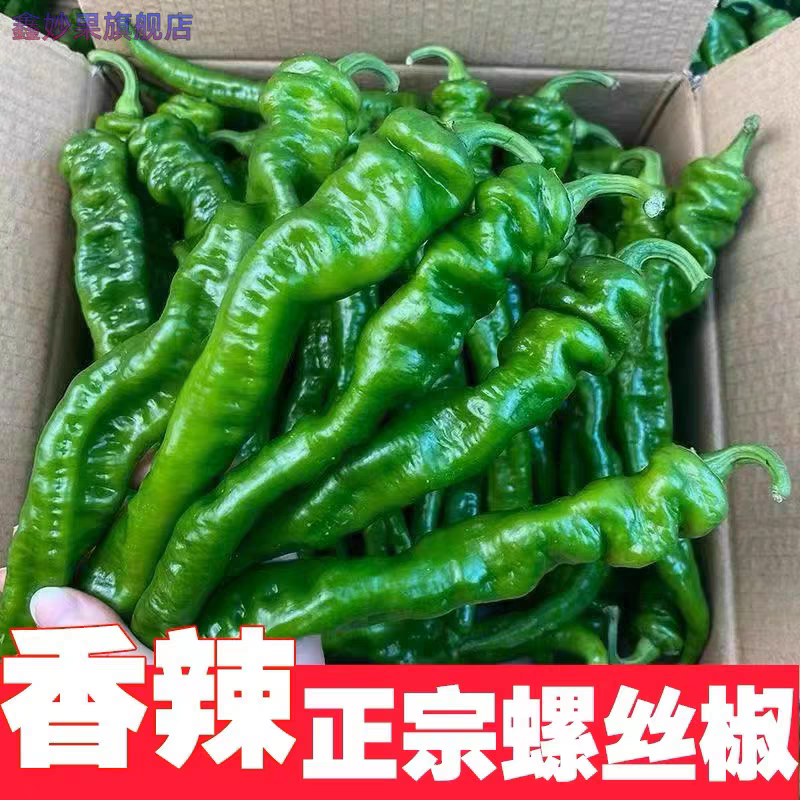 精品螺丝椒皱皮螺丝椒辣味香浓长度适中对接全国客商产地直发