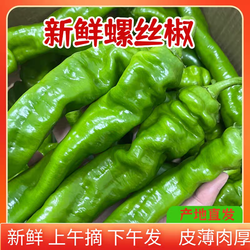 精品螺丝椒皱皮螺丝椒辣味香浓长度适中对接全国客商产地直发