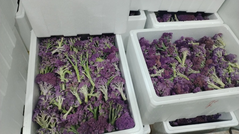 云南甜杆紫花菜大量供货