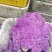 云南甜杆紫花菜大量供货