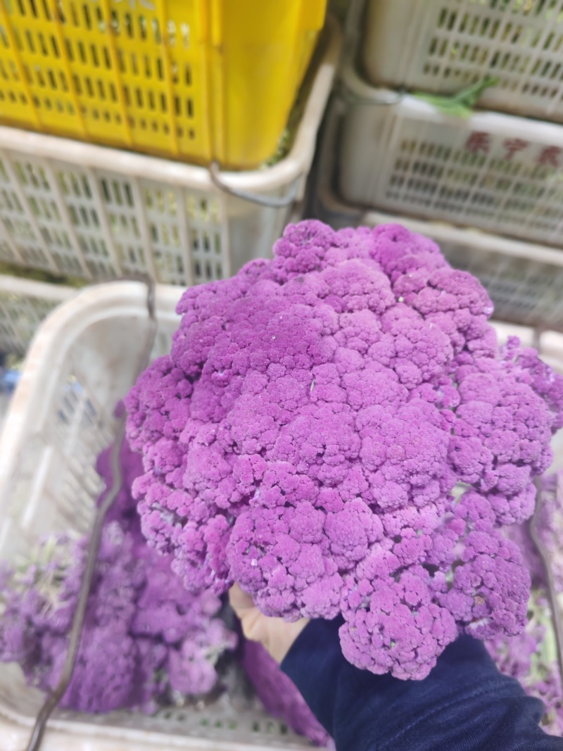 云南甜杆紫花菜大量供货