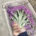 云南甜杆紫花菜大量供货