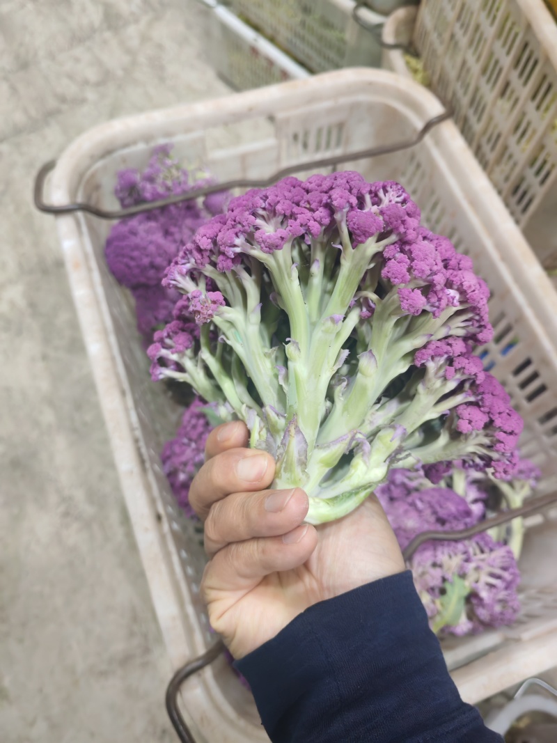 云南甜杆紫花菜大量供货