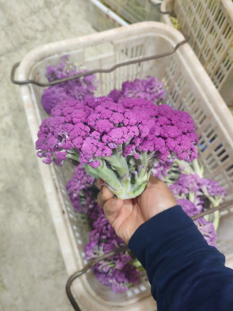 云南甜杆紫花菜大量供货