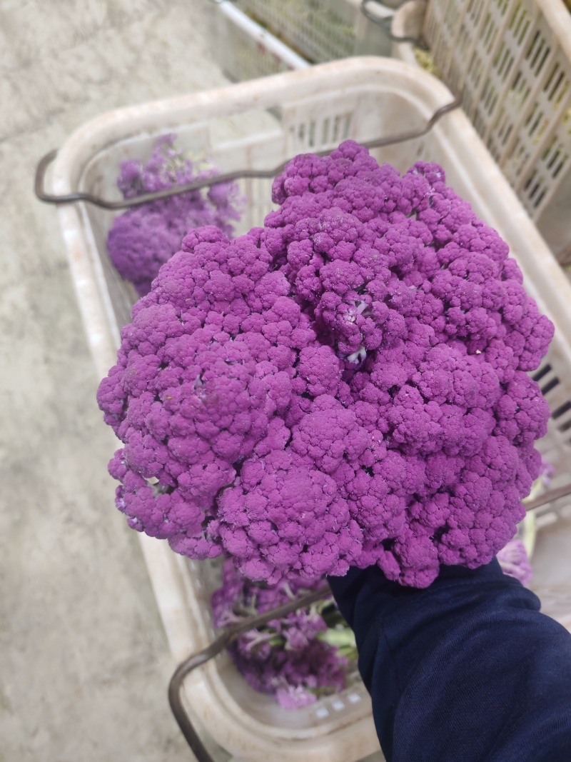 云南甜杆紫花菜大量供货