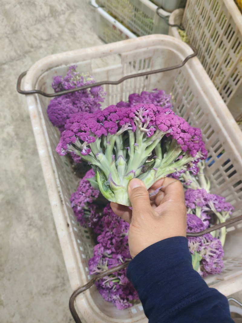 云南甜杆紫花菜大量供货