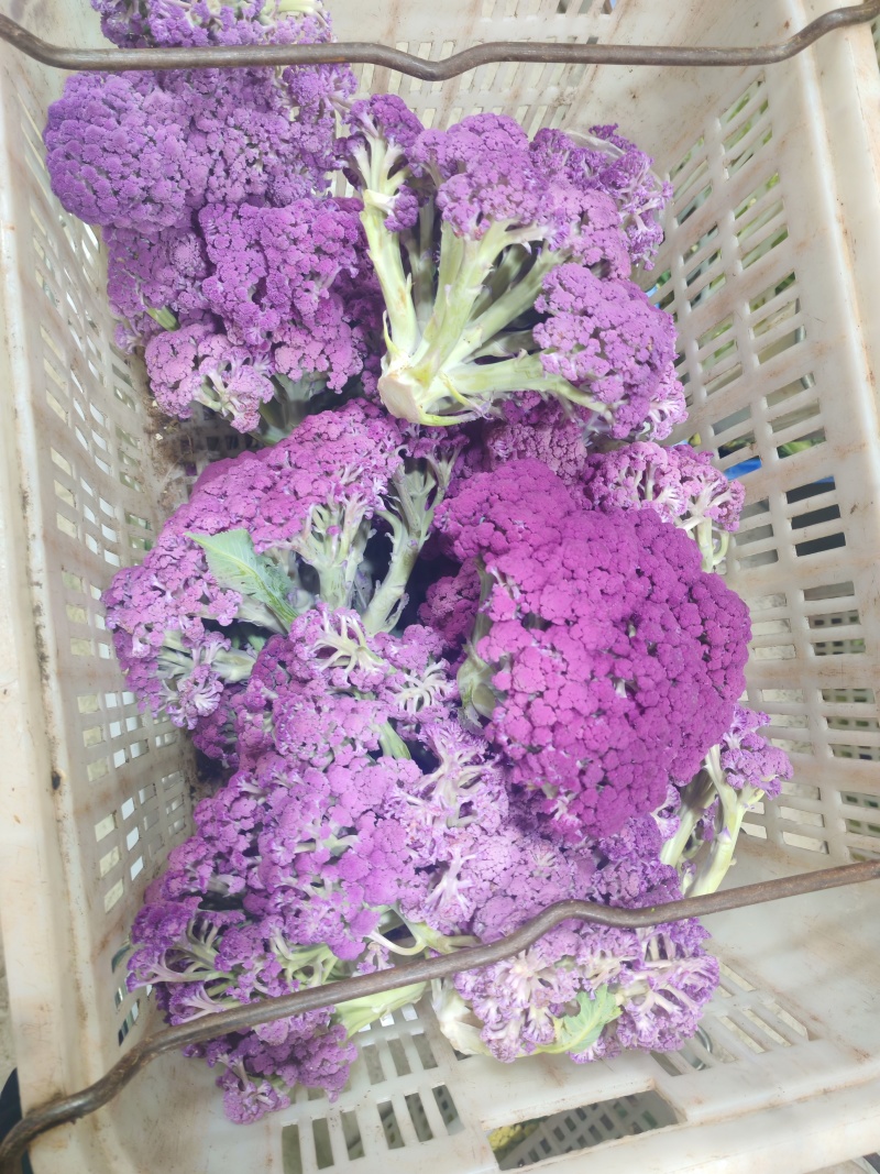 云南甜杆紫花菜大量供货