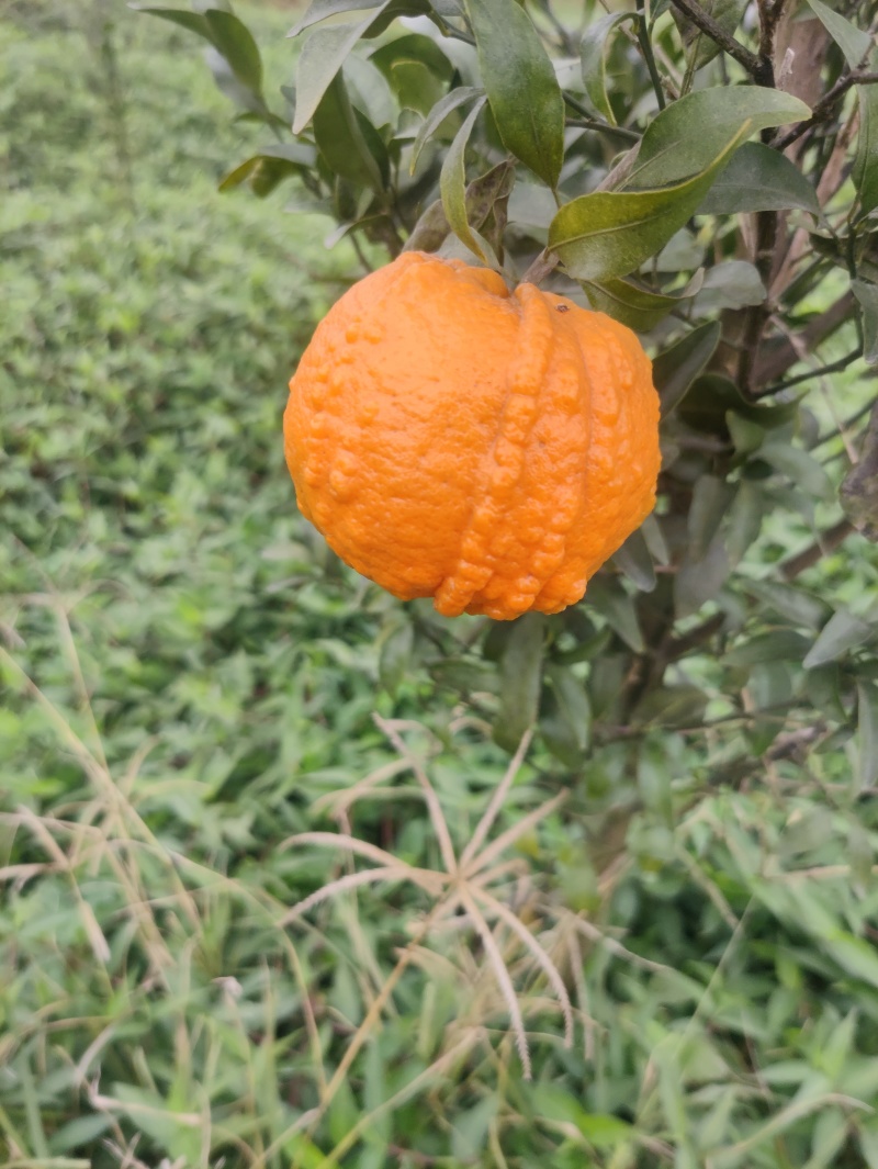 南瓜柑