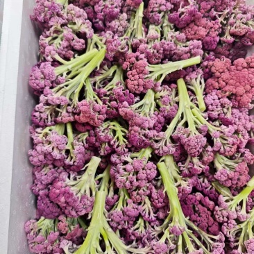 云南甜杆紫花菜大量供货