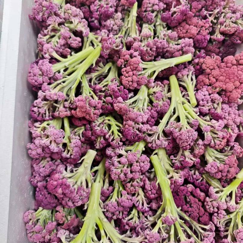 云南甜杆紫花菜大量供货