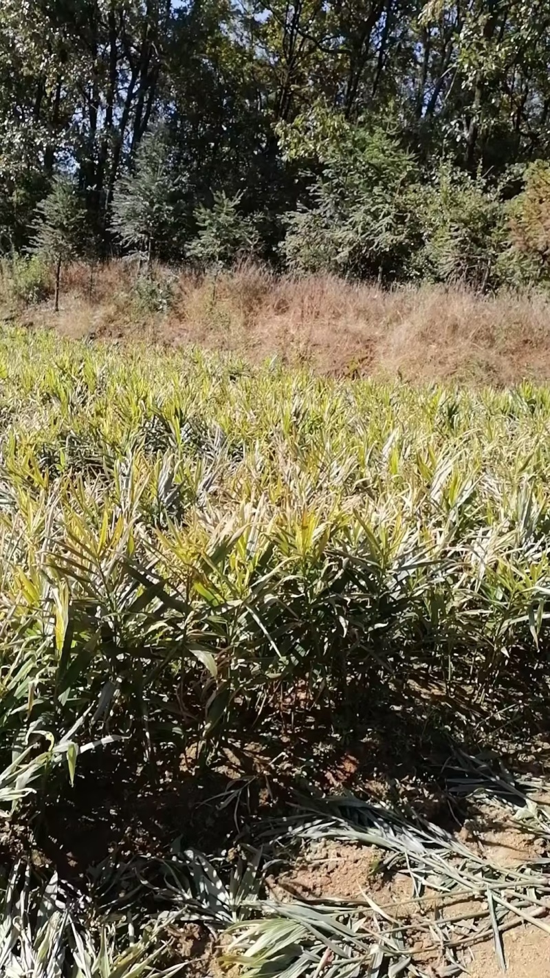 云南罗平县二黄姜，小黄姜，产地直发，品质保证，欢迎咨询