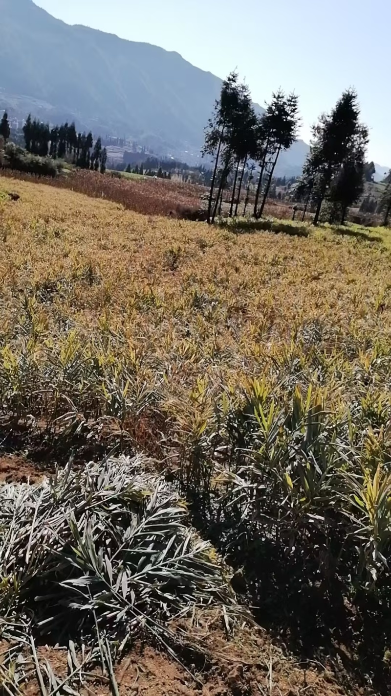 云南罗平县二黄姜，小黄姜，产地直发，品质保证，欢迎咨询