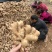 老姜，老姜母