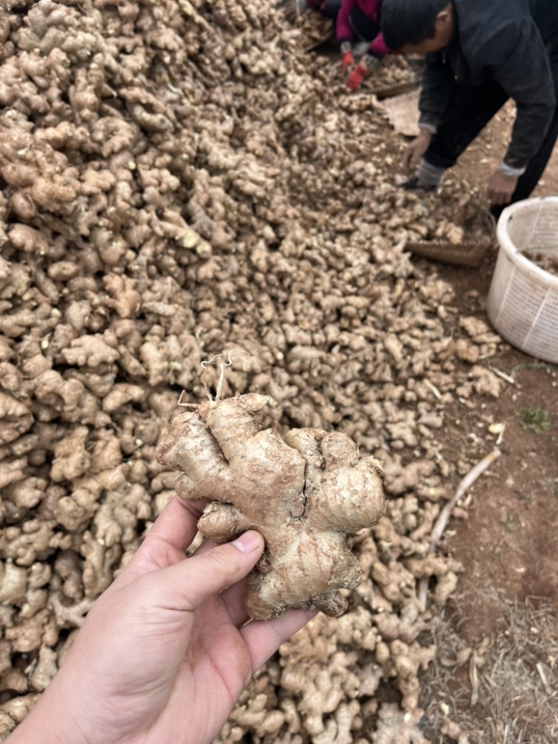 老姜，老姜母