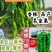 康螺215螺丝椒种子羊角形螺丝椒种子香辣高产坐果力强辣椒