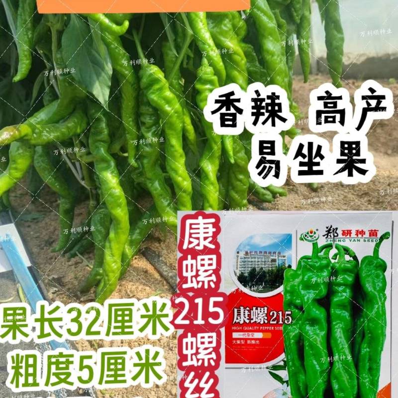 康螺215螺丝椒种子羊角形螺丝椒种子香辣高产坐果力强辣椒
