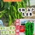 康螺215螺丝椒种子羊角形螺丝椒种子香辣高产坐果力强辣椒