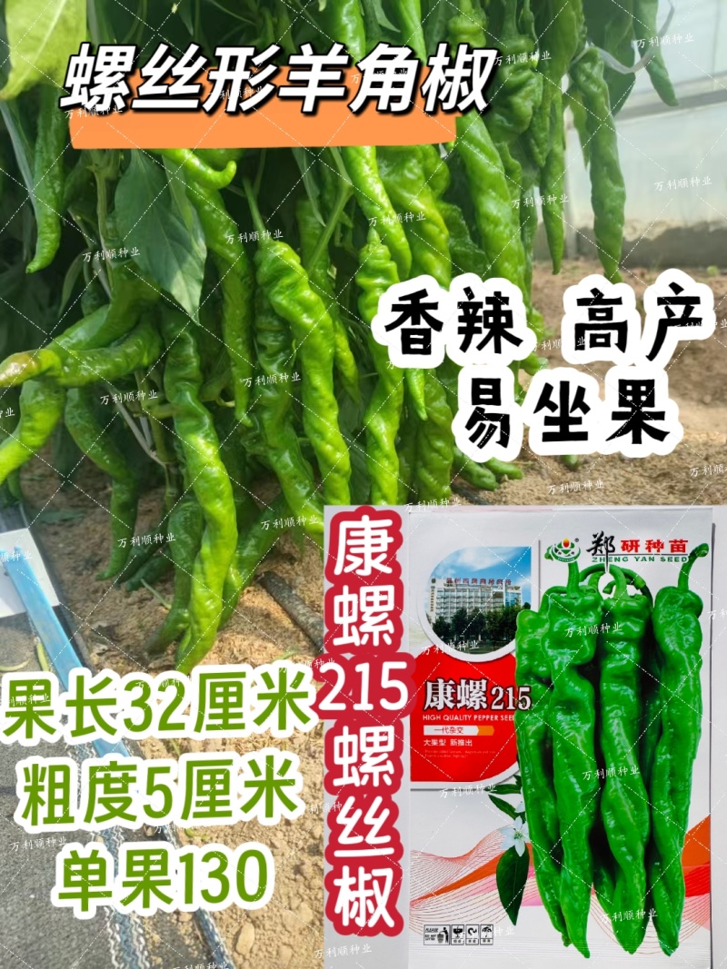 康螺215螺丝椒种子羊角形螺丝椒种子香辣高产坐果力强辣椒