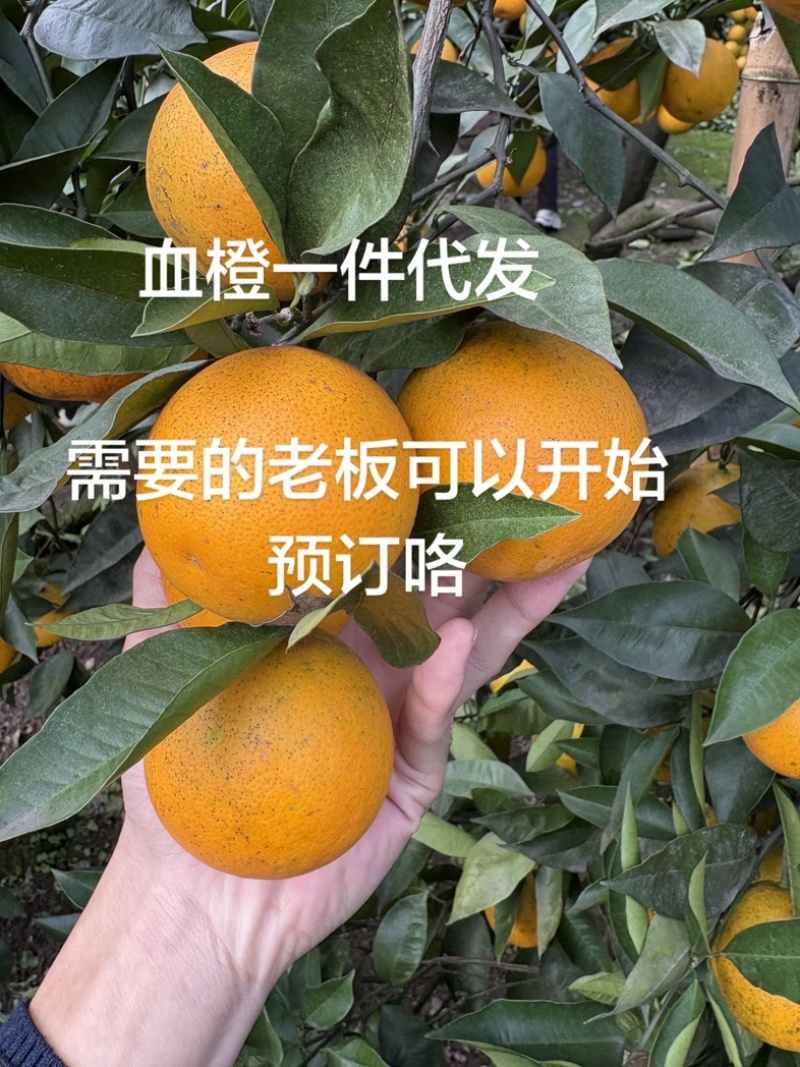 血橙一件电商还有一段时间可以发咯欢迎电商老板