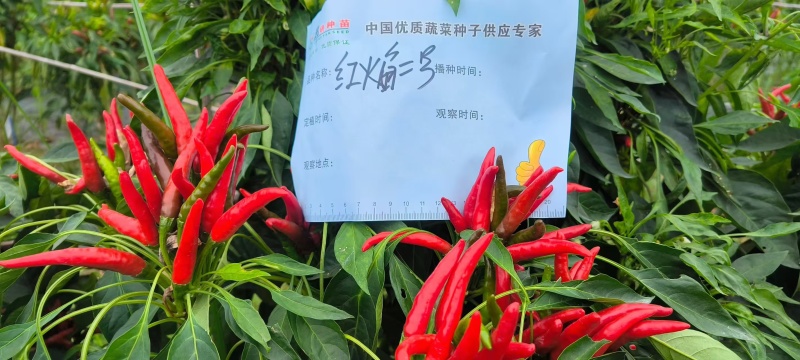 红焰二号簇生朝天椒种子三系杂交香辣高产尖椒种籽春秋播种