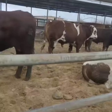 鄂尔多斯肉牛