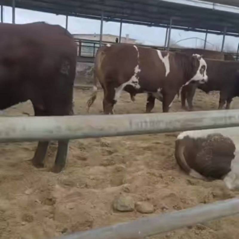 鄂尔多斯肉牛