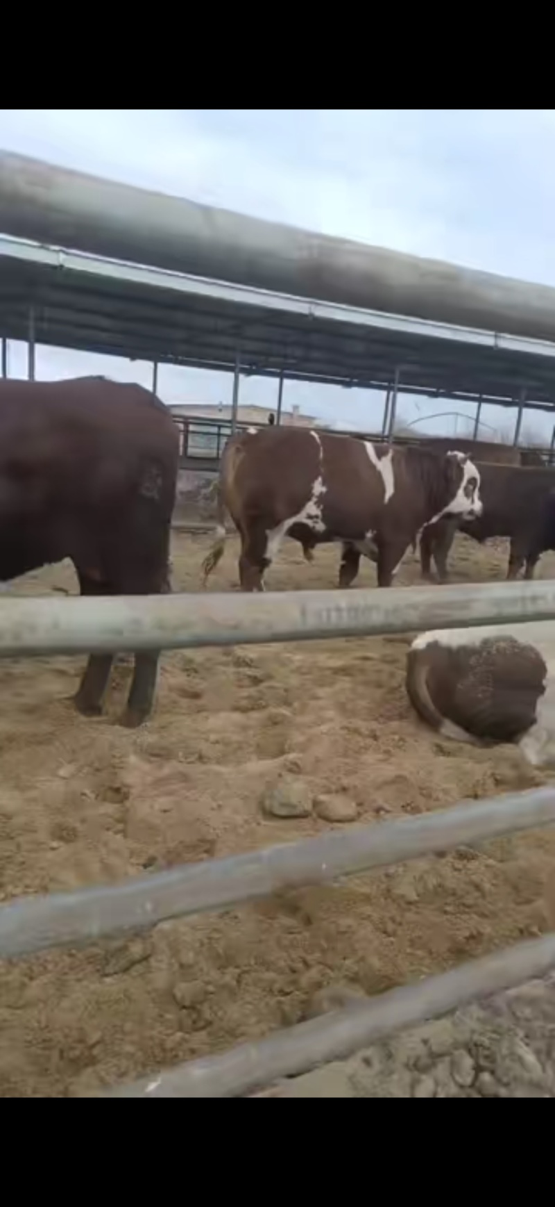 鄂尔多斯肉牛