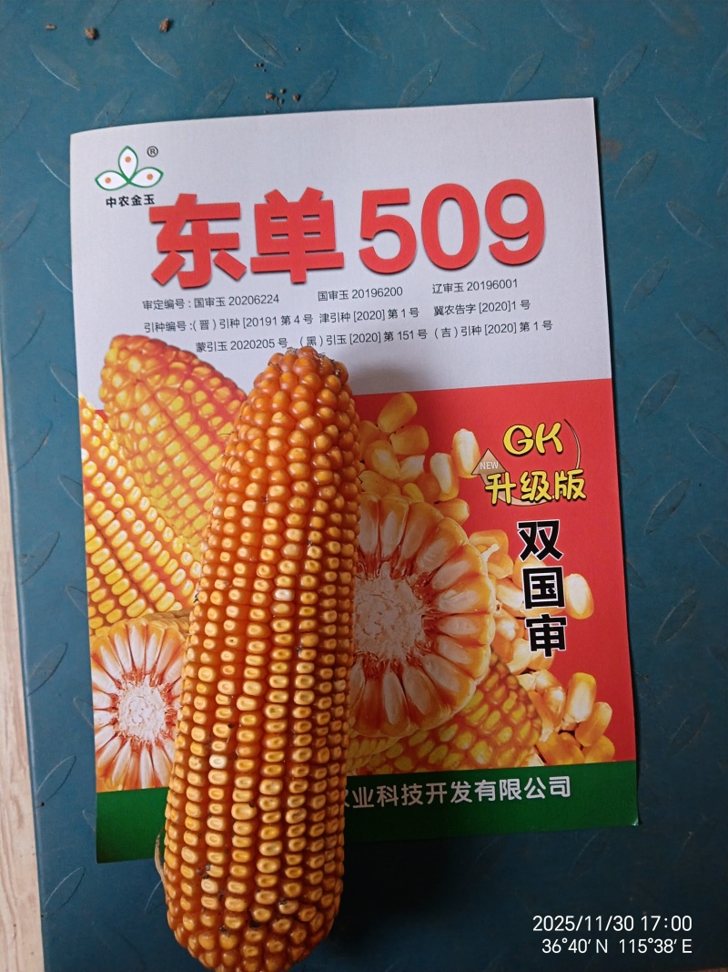 东单509，高抗高产玉米种，一手货源，原产地发货。