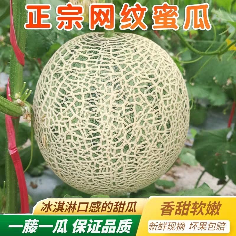 海南网纹蜜瓜，产地一手货源，量大优惠，对接全国市场电商