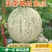 网纹蜜瓜，大量有货，可以视频看货，对接全国市场电商平台，