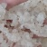 【产地直采】专业供应雪燕规格齐全诚寻长期合作伙伴