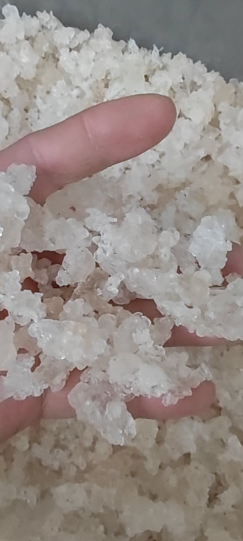 【产地直采】专业供应雪燕规格齐全诚寻长期合作伙伴