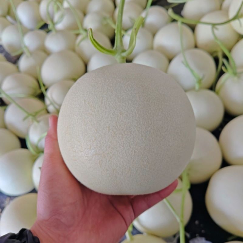 海南玉菇甜瓜，产地一手货源，量大优惠，甜度高，对接全国