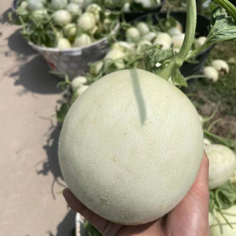 海南玉菇甜瓜，产地一手货源，量大优惠，甜度高，对接全国