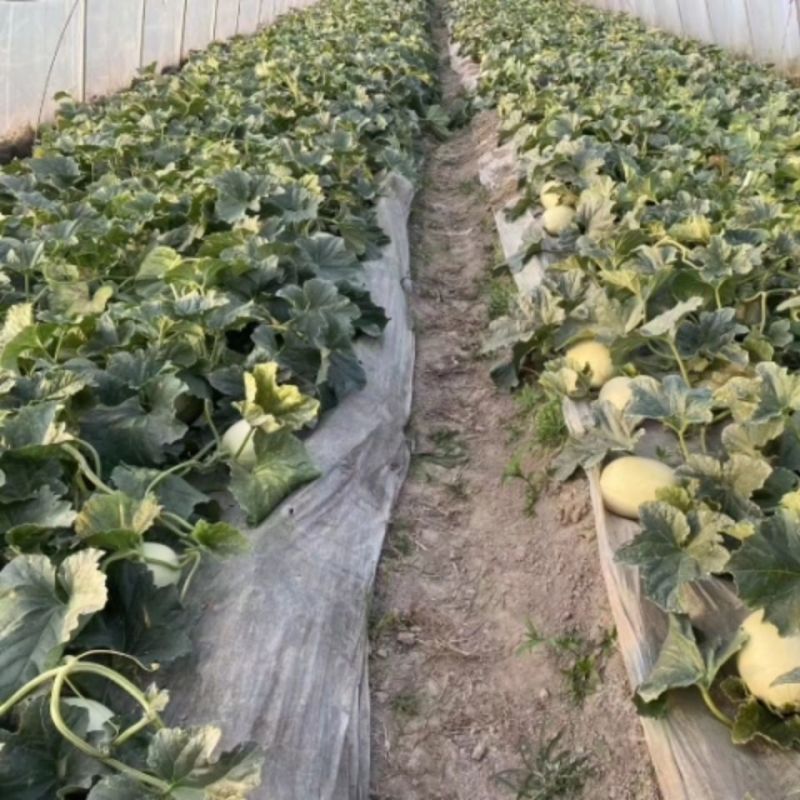 海南玉菇甜瓜，产地一手货源，量大优惠，甜度高，对接全国