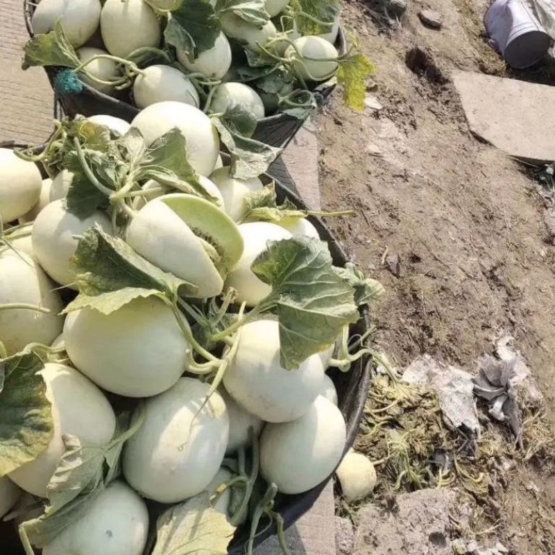 海南玉菇甜瓜，产地一手货源，量大优惠，甜度高，对接全国