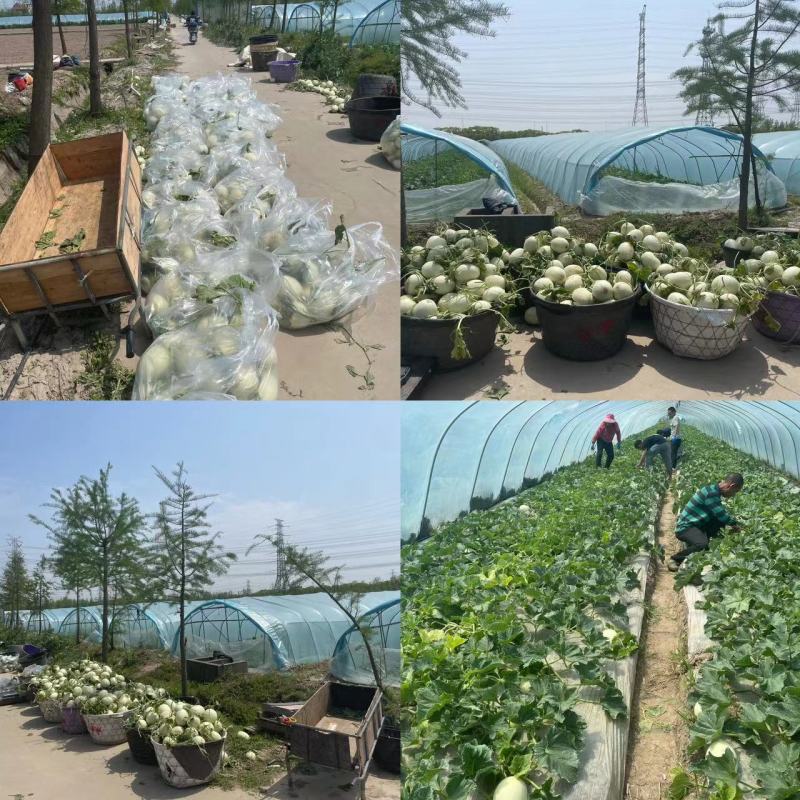 海南玉菇甜瓜，产地一手货源，量大优惠，甜度高，对接全国